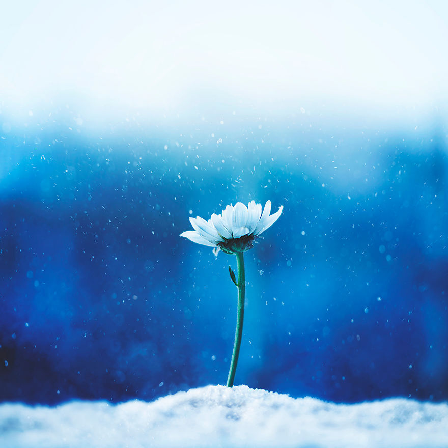 Cà phê Robusta Buôn Ma Thuột